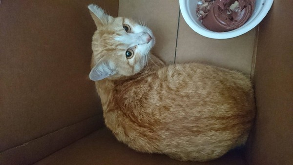 云林街猫遭疾驶车撞上倒地骨折 警火速送医自