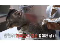 遭人惡意縱火！貓咪重傷耳朵被截一半　點蠟燭就逃跑哀嚎