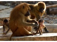  50隻狒狒「蹺家大作戰」失敗！　巴黎動物園重新開放參觀