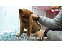 3萬買柴犬變小土狗！貴州男退錢遭拒　寵物店：狗媽是柴犬啊