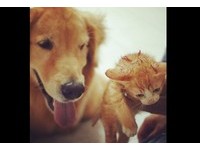 黃金獵犬領養小橘貓　每天舔舔抱著睡像「親生的」