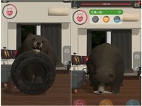 不爽就把你打到住院　與熊同居的微獵奇養成手遊《我的大灰熊》