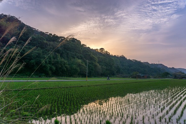 ▲▼台灣農業,農村,稻田。（圖／Pixabay）