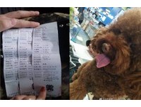 送愛犬到寵物店剪毛！回來舌頭「缺一塊」　媽氣炸：牠不能吃飯