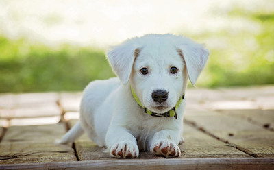 「露西法」杜絕無良繁殖場　2019年英國寵物店禁售6個月以下貓狗