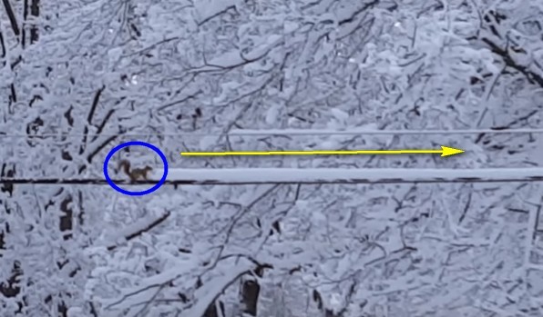 ▲▼小松鼠化身松鼠牌推雪機。(圖/翻攝自YouTube)