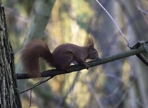 ▲▼松鼠示意圖。(圖/達志影像/美聯社)