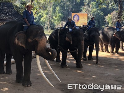 泰國野生動物保護區80隻大象集體狂奔　踩死3名柬埔寨勞工