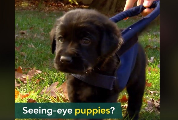 小导盲犬.(图/翻摄自animal planet)