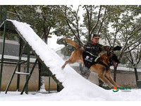 神犬奇兵雪地特訓默契滿分　下課獎勵最愛「水煮蛋」