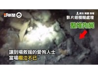 整堆屍骸藏深處房間！300浪浪互咬狂交配　狗場負責人斂財入獄