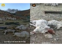 內蒙古32隻羊一夜全死！遭不明動物咬斷頸部　警推測：野狗攻擊