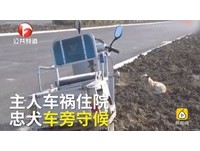 忠犬每天往返車禍現場　癡癡守候三輪車等主人回家