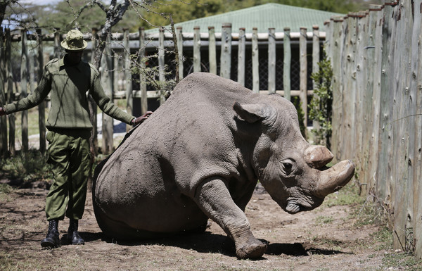 ▲▼北非白犀牛(Northern white rhino)「蘇丹」(Sudan)。(圖/達志影像/美聯社)