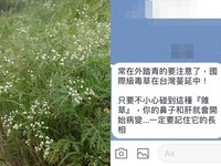網傳「國際毒草台灣蔓延」!林務局證實:一碰救過敏 遍布中北部