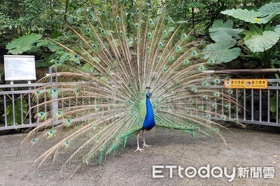 1400隻！金門藍孔雀19年暴增100倍　縣府鼓勵捕抓「吃下肚」