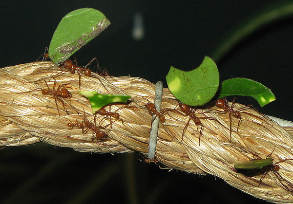 木盲切叶蚁工蚁图片