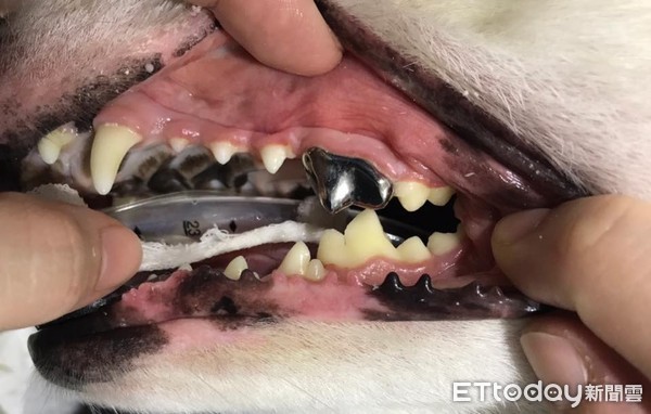 根管治疗让毛孩牙齿有重生机会