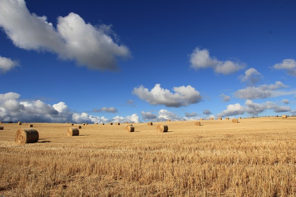 ▲農業，農產品。（圖／Pixabay）