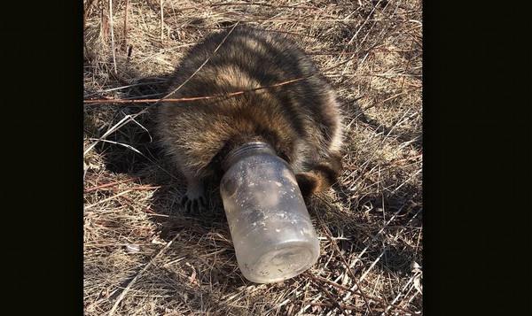 不知名的可怜小动物,被困在人类制造的垃圾里.