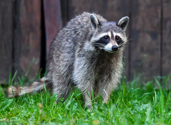 ▼ 浣熊,raccoon.(图/达志影像/美联社)