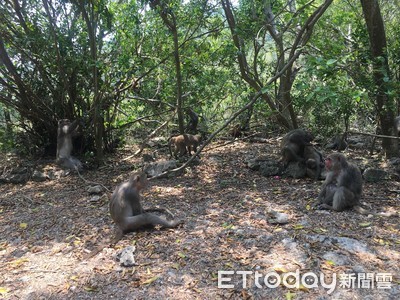 登山遇猴大軍包圍　動保處提「3點叮嚀」讓市民安全脫困