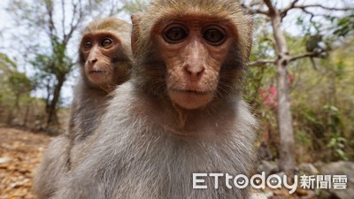 台灣獼猴9日降為一般類野生動物　任意獵捕最高可罰30萬