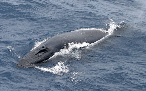 ▲▼游向海面的布氏鯨。（圖／維基百科／美國國家海洋暨大氣總署NOAA）