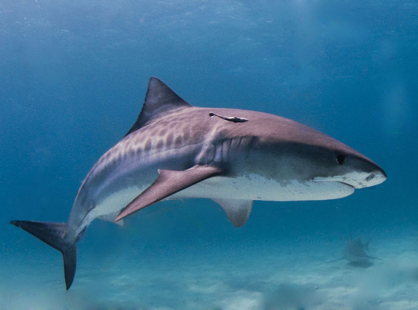 观赏鲨鱼种类及图片图片