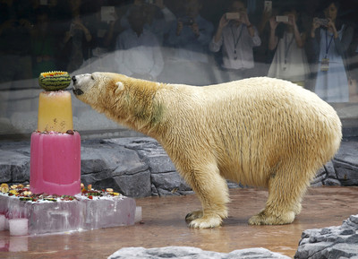 北極熊伊努卡再見了！　新加坡動物園忍痛將牠安樂死