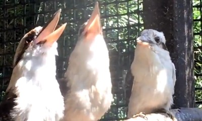 到底在笑什麼？看別人樂成一團　「邊緣鳥」好孤單