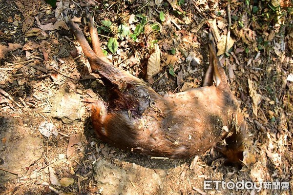 ▲遭流浪犬隻咬死的山羌。（圖／山友林先生授權提供）