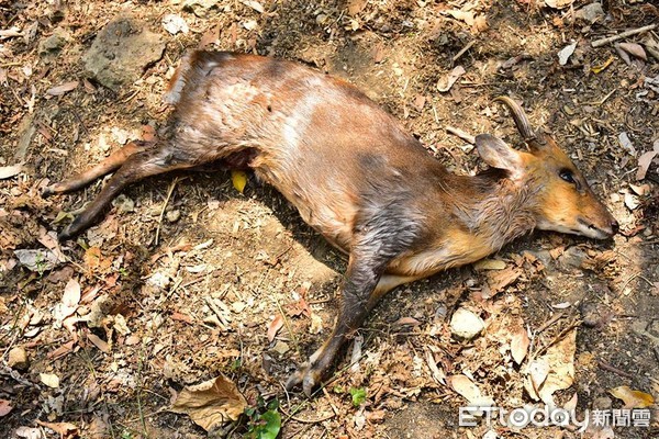 ▲遭流浪犬隻咬死的山羌。（圖／山友林先生授權提供）