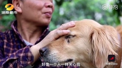 中風後罹患憂鬱症　黃金獵犬暖心陪伴讓他整個人變了