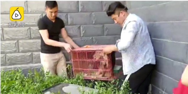 ▲▼狗媽護兒咬人　遭保全水泥活葬17天。（圖／翻攝梨視頻）