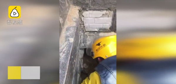 ▲▼狗媽護兒咬人　遭保全水泥活葬17天。（圖／翻攝梨視頻）