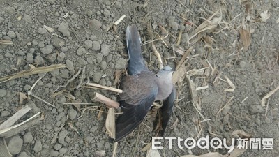 嘉義水上逾200隻鳥被毒死！　農民認：只是想殺田鼠