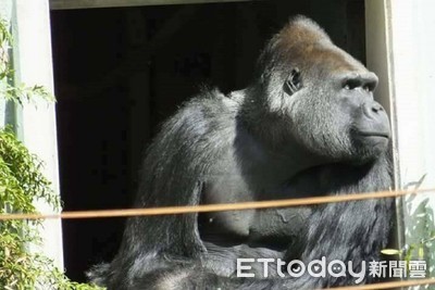 為金剛猩猩寶寶「隔空慶生」　動物園邀癌童來踏青