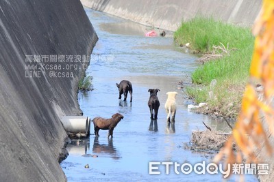 母愛的偉大！4幼犬困河道　狗媽媽每天跳3米邊坡餵養　