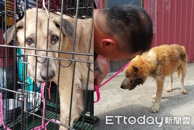 飼主逝..孤兒黃黃遭醉漢用磚頭打斷嘴　哈士奇爛半張臉