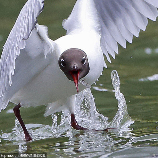 悲剧中的悲剧!蜉蝣碰到红嘴鸥 一天生命变半天
