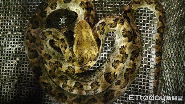 ▼毒蛇,龟壳花.(图/资料照/苗栗消防局)