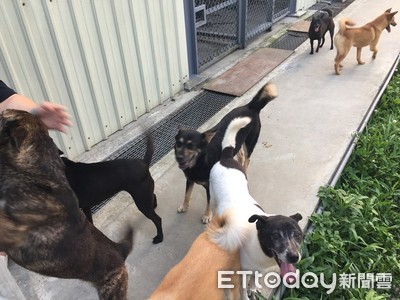 領養附嫁妝！　流浪動物花園「活水模式」創造10000個幸福