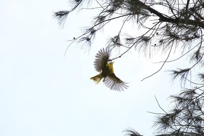 4隻黃鸝鳥同時現身！全台剩200隻　大湳營區變森林公園