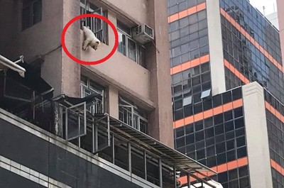 香港鬆獅犬「吊掛」大樓窗外曬1小時　熱衰竭急送醫