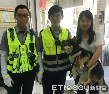 柴犬「球球」馬路奔跑　暖警抱上車找到長髮女飼主