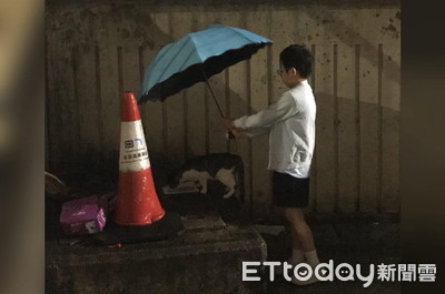 膽小浪貓細雨中吃飯　8歲女童撐傘站身後：我不想牠淋雨