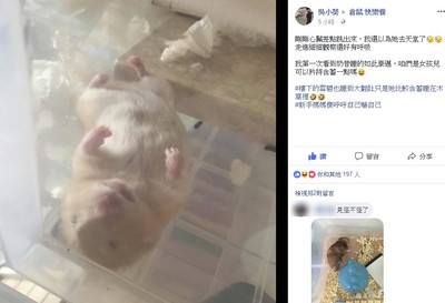 黃金鼠「超豪邁睡姿」超狂！　飼主嚇慘：以為她去天堂了　