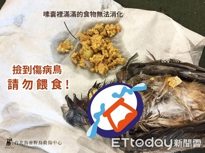 「好心餵小米」卻塞爆嗉囔！　專家一張圖教你撿到鳥怎麼辦