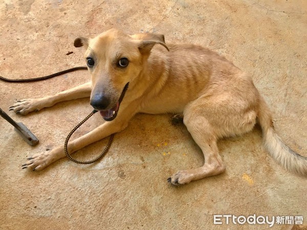 嘉义「骷髅狗」遭弃!送进收容所露微笑 网怒:养成这样?